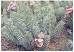 Hoodia. Hoodia - naturlig växt som hjälper slagsmålfett.